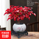 火焰南天竹盆栽冬季耐寒紅葉綠植室內外客廳陽(yáng)臺四季好養植物盆景 火焰南天竹+青花和氣盆+底座+黑沙+吊卡 （含陶瓷盆）