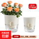 創(chuàng  )意水培花盆自動(dòng)吸水綠蘿多肉懶人花盆大號室內花盆 白色（大號+中號）