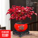 火焰南天竹盆栽冬季耐寒紅葉綠植室內外客廳陽(yáng)臺四季好養植物盆景 火焰南天竹+福字紅盆+底座+黑沙+吊卡 （含陶瓷盆）
