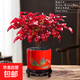 火焰南天竹盆栽冬季耐寒紅葉綠植室內外客廳陽(yáng)臺四季好養植物盆景 火焰南天竹+紅色旭日東升盆+底座+黑沙+吊卡 （含陶瓷盆）
