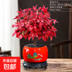 火焰南天竹盆栽冬季耐寒紅葉綠植室內外客廳陽(yáng)臺四季好養植物盆景 大火焰南天竹+紅旭日東升盆+底座+黑沙+吊卡 （含陶瓷盆）