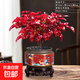 火焰南天竹盆栽冬季耐寒紅葉綠植室內外客廳陽(yáng)臺四季好養植物盆景 火焰南天竹+一鹿有你盆+底座+黑沙+吊卡 （含陶瓷盆）