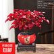 火焰南天竹盆栽冬季耐寒紅葉綠植室內外客廳陽(yáng)臺四季好養植物盆景 火焰南天竹+花開(kāi)富貴盆+底座+黑沙+吊卡 （含陶瓷盆）