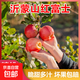 果園直發(fā)脆甜多汁現摘現發(fā)正宗沂蒙山紅富士蘋(píng)果 大果（約9-13個(gè)）