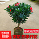 四季杜鵑山茶花樹(shù)苗盆栽帶花苞室內陽(yáng)臺庭院花卉綠植四季開(kāi)花好養 四季山茶花50cm帶花苞_【不含盆】送肥