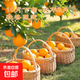 正宗贛南臍橙江西贛州當季新鮮手剝甜橙子孕婦老少皆宜 帶箱半斤裝小果（60-70MM）