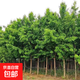 金葉銀杏樹(shù)苗活苗庭院別墅綠化苗木行道樹(shù)銀杏大樹(shù)南北方種植帶土 銀杏樹(shù)3公分帶土球 141cm(含)-170cm(含)