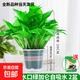 綠蘿盆栽室內植物好養客廳綠植辦公室綠籮吸水 小盆綠蘿2盆+綠加倫盆2個(gè) 帶盆栽好