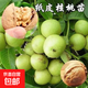 紙皮核桃樹(shù)苗果苗新疆185南北方庭院地栽盆栽嫁接薄皮特大核桃苗 薄皮核桃3年苗+肥