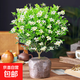 清香驅蚊九里香盆栽花卉室內外驅蚊草植物樹(shù)苗茉莉花老樁盆景綠植 6年九里香大苗（原土球）+液 含盆