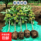 特大板栗樹(shù)苗大紅袍嫁接苗當年結果庭院果樹(shù)南北方種植盆栽耐寒苗 大紅袍 3年苗