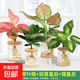 辦公室水培植物盆栽綠蘿梔子花內花卉小綠植四季好養多肉水養盆栽 吉利紅+琴葉榕+如意皇后+銀皇后 含盆