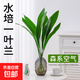 水培一葉蘭綠植室內盆栽四季常青客廳網(wǎng)紅水養植物好養活懶人綠蘿 一葉蘭70cm高10枝【單發(fā)植物】