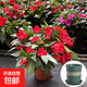 鳳仙花盆栽好養鮮花綠植指甲花陽(yáng)臺庭院耐熱耐寒觀(guān)賞花卉植物盆景 鳳仙花-紅色（加侖盆） 含盆