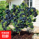 藍莓樹(shù)苗庭院陽(yáng)臺盆地栽黑珍珠L(cháng)25F6兔眼藍莓苗果樹(shù)苗木當年結果 奧尼爾5年苗【全國適宜 當年結果】掌柜推薦