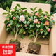 香妃茶花盆栽帶花苞濃香型茶花樹(shù)苗冬季開(kāi)花耐寒四季常青年宵花卉 爆款5年苗45-50厘米造型好【帶花苞】