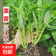 四季耐寒盆栽春季蔬菜苗生菜苗上海青蘇州青木耳菜苗芹菜空心菜苗 三叉空心菜20棵