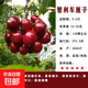 正宗車(chē)厘子樹(shù)苗嫁接櫻桃樹(shù)苗南方北方種植庭院陽(yáng)臺盆栽地栽果樹(shù)苗 智利車(chē)厘子粗2公分【當年結果】