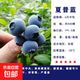 L25藍莓樹(shù)苗盆栽庭院陽(yáng)臺南北方種植地栽藍莓苗特大果耐寒果樹(shù)苗 夏普藍藍莓【6年大苗當年結果】