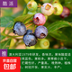 兔眼薄霧嫁接藍莓苗帶土南北方種植盆栽地栽苗當年結果藍莓樹(shù)果苗 酷派4年精選苗當年結果5-10斤)適合新手種植 40cm(含)-50cm(不含)