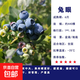 L25藍莓樹(shù)苗盆栽庭院陽(yáng)臺南北方種植地栽藍莓苗特大果耐寒果樹(shù)苗 兔眼藍莓【6年大苗當年結果】