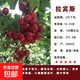 正宗車(chē)厘子樹(shù)苗嫁接櫻桃樹(shù)苗南方北方種植庭院陽(yáng)臺盆栽地栽果樹(shù)苗 拉賓斯粗2公分【當年結果】