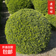 球型植物綠植冠狀冬青球黃楊樹(shù)球石楠球茶梅球金森女貞圓球形綠化 黃楊球【冠幅50厘米】 不含盆