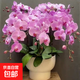 蝴蝶蘭花苗盆栽室內觀(guān)花植物桌面陽(yáng)臺年宵花卉四季開(kāi)花綠植花卉 公主蝴蝶蘭【不帶花含原盆土】