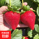 四季盆栽草莓苗室外北方地栽南方陽(yáng)臺草莓盆栽帶盆帶土發(fā)貨 奶油草莓3棵【帶育苗盆發(fā)貨】