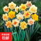 重瓣水仙花種球花卉耐寒植物室內客廳陽(yáng)臺水培水養進(jìn)口洋水仙盆栽 混色重瓣水仙4個(gè)球+肥料+盆