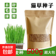 水培貓草套裝貓草種子水培盒自種懶人盆栽化毛去毛球貓草水培小麥 當季新種子貓草種子1斤