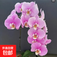 蝴蝶蘭蘭花花花苗花劍盆栽客廳室內植物陽(yáng)臺大苗花卉四季開(kāi)花綠植 安娜【當年開(kāi)花】1顆+肥料