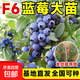 L25藍莓樹(shù)苗盆栽庭院陽(yáng)臺南北方種植地栽藍莓苗特大果耐寒果樹(shù)苗 F6藍莓苗【6年大苗當年結果】
