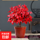 火焰南天竹盆栽紅葉綠植中式禪意四季觀(guān)葉桌面花卉好養耐寒植物 火焰南天竹（原土盆）送肥料