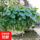 銅錢(qián)草水培植物室內招財室外盆栽綠植吸綠植甲醛花卉水養金錢(qián)草 銅錢(qián)草2盆（不含盆）