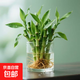 迷你富貴竹觀(guān)音竹節節高水培植物盆栽室內客廳桌面辦公室帶根綠植 迷你富貴竹15-20厘米20支+圓柱玻璃瓶
