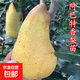 嫁接大果梨樹(shù)苗新品種特大早熟阿巴特香梨苗盆栽地栽南方北方種植 3年苗【明年結果】 90cm(含)-99cm(含)