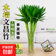 富貴竹水培植物粗桿文昌竹辦公室內桌面綠植招財轉運竹子盆栽 文昌竹40-50厘米4枝（不含瓶）