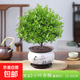 小葉赤楠盆景老樁植物室內綠植陽(yáng)臺好養活辦公室桌面迷你花卉盆栽 五年老樁小葉赤楠+鳥(niǎo)語(yǔ)花香陶瓷盆