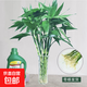 富貴竹粗桿帶根水培植物客廳水培土養水養好養活轉運盆栽綠植 帶根】富貴竹63-74厘米-10棵+送500毫升營(yíng)
