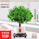小葉赤楠盆景老樁植物室內綠植陽(yáng)臺好養活辦公室桌面迷你花卉盆栽 特A級小葉赤楠+小喜圓口陶瓷盆+圓底座+鋪面石