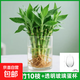 迷你富貴竹觀(guān)音竹節節高水培植物盆栽室內客廳桌面辦公室帶根綠植 迷你富貴竹15-20厘米10支+透明玻璃蛋杯