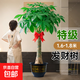 特級發(fā)財樹(shù)新房喬遷搬家綠植天堂鳥(niǎo)客廳大型植物盆栽開(kāi)業(yè)辦公擺放 特級獨桿款發(fā)財樹(shù)【1.6-1.8米】福字樹(shù)脂盆