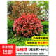 紅葉石楠樹(shù)苗球小苗籬笆墻綠植綠化植物圍墻綠籬園林庭院四季常青 紅葉石楠球冠幅30厘米左右【精選帶土枝多葉茂+不活 30cm(含)-40cm(不含)