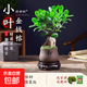 人參榕樹(shù)苗老樁金錢(qián)榕室內四季常青植物書(shū)房桌面中式禪意小盆景 A級精品小榕樹(shù)+靜字紫砂盆+圓底座+苔蘚+液