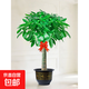 發(fā)財樹(shù)客廳盆栽大顆室內擺件大型步步高樹(shù)喬遷送禮綠植物開(kāi)業(yè) 【送貨上樓】獨桿發(fā)財樹(shù)1-1.1米【福字盆】+肥料 含盆
