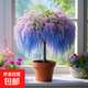 流蘇花樹(shù)苗陽(yáng)臺盆栽室內外花卉四季好養濃香型耐寒耐熱全國可種植 H3流蘇樹(shù)苗室內外南北方種植 三年小樁