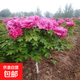 牡丹花樹(shù)苗四季開(kāi)花洛陽(yáng)正宗牡丹花苗大苗獨桿樹(shù)狀牡丹花樹(shù)庭院 洛神 樹(shù)形獨桿1公分
