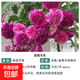 灌木月季花大苗帶花苞發(fā)貨陽(yáng)臺果汁月季花苗四季盆栽花苗陽(yáng)臺花卉 精選甜蜜馬車(chē)(多分枝月月開(kāi)花)_2年中苗 不含盆