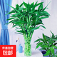 富貴竹水培植物客廳招發(fā)財竹子節節高綠蘿綠植盆栽花卉植物室內花 富貴竹61cm【10棵】送生根粉